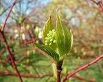 ¿Cómo el Cornus sanguinea puede beneficiar tu dieta? Análisis y comparación de sus propiedades en suplementos alimenticios